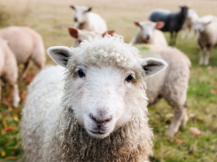 Debunking Popular Christmastime Myths: Temple Shepherds, Migdal Eder, and Swaddling Lambs