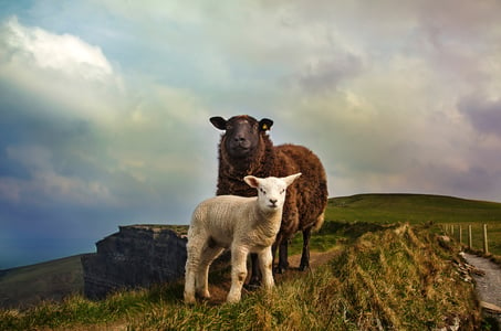 Law, Gospel, and Lambs