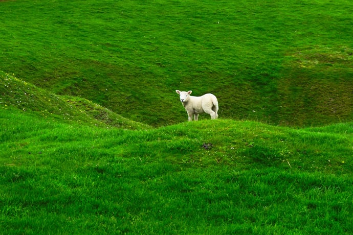 The Lamb Who Was Slain Has Begun His Reign