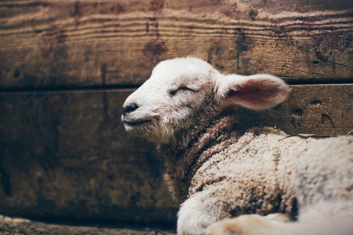 Old Testament: Exodus 12:1-14 (Maundy Thursday: Series A)
