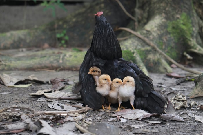 Like a Mother Hen