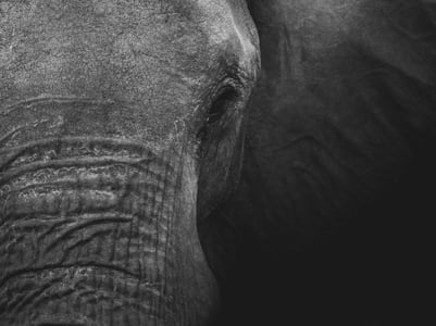 Legalism - The Elephant in the Room